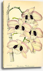 Постер Dendrobium Dalhousieanum