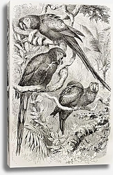 Постер Scarlet Macaw (Ara macao). Created by Kretschmer and Schmid, published on Merveilles de la Nature, B