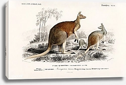 Постер Красный кенгуру (Macropus rufus)