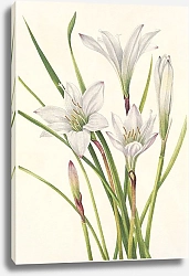 Постер Уолкотт Мари Атамаско-лилия. Атамоско-атамаско