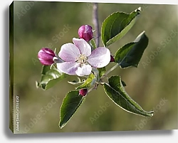 Постер Яблоня в цвету