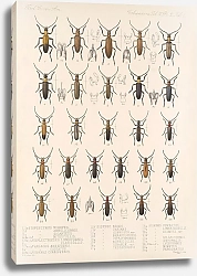 Постер Годман Фредерик Insecta Coleoptera Pl 124