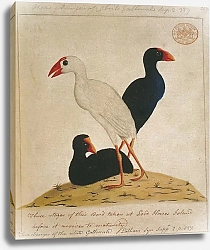 Постер White Gallinule