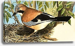 Постер Дэвис Р. (жив, дет) The Jay