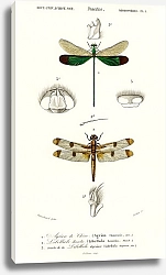 Постер Разные виды стрекоз