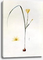 Постер Редюти Пьер Sisyrinchium collinum