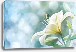 Постер Цветок белой лилии в контровом свете