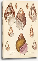 Постер Макгилливрей Уильям Agate-Shells