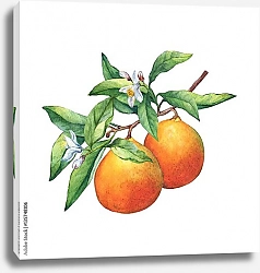 Постер Два свежих апельсина на ветке