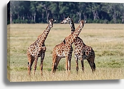 Постер Грация жирафов в заповеднике Масаи Мара, Кения