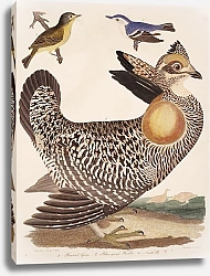 Постер Птицы Америки Уилсона 27