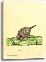 Постер Броненосец Dasypus sexcinctus