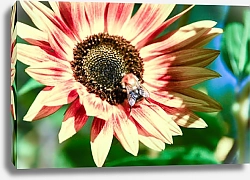 Постер Пчела на цветке в солнечный день