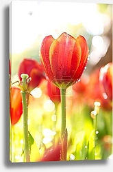 Постер Сияние тюльпанов