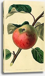 Постер Яблоко персиковое ирландское