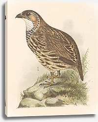 Постер Хойтема Тео Куропатка