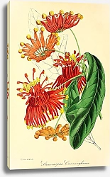 Постер Stenocarpus Cunninghami
