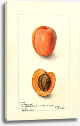 Постер Пассмор Дебора Prunus domestica: Монтгамет