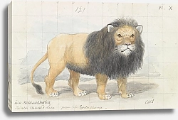 Постер Смит Чарльз Гамильтон Cape Lion