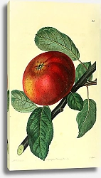 Постер Девонширское яблоко