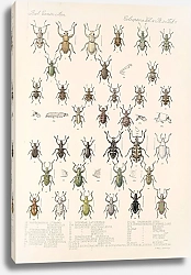 Постер Годман Фредерик Insecta Coleoptera Pl 146