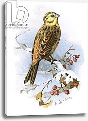 Постер Школа: Английская 20в. Yellow Hammer