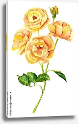 Постер Золотая викторианская роза