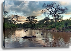 Постер Бегемоты в пруду, африканский пейзаж