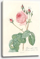 Постер Редюти Пьер Rosa Centifolia Bullata