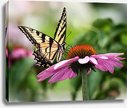 Постер Тигровая бабочка на розовом цветке эхинацеи