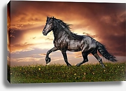 Постер Черный конь