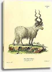 Постер Домашняя овца Ovis Aries