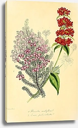 Постер Russelia multiflora, Erica pulverulenta