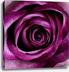 Постер Пурпурная роза крупным планом