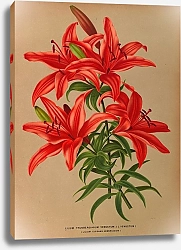 Постер Арендсен Арентина Лилия Тунбергианская венерианская .