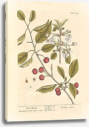 Постер Блэквелл Элизабет Красная вишня