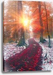 Постер Первый снег в осеннем лесу с заходящим солнцем