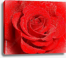 Постер Ярко-красная роза с каплями воды