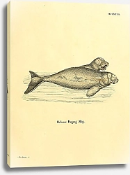 Постер Дюгонь Halicore Dugong