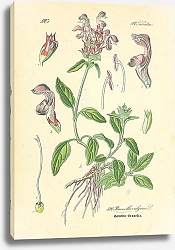 Постер Labiatae, Brunella vulgaris
