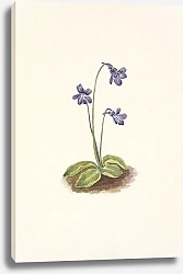 Постер Уолкотт Мари Northern Butterwort. Pinguicula vulgaris