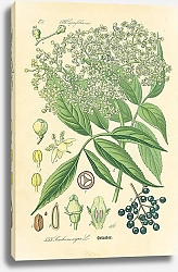 Постер Caprifoliaceae, Lambucus nigra