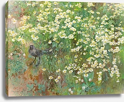 Постер Нистле Жан Блоэ Coucas dans champ de marguerites