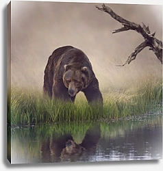 Постер Медведь у воды