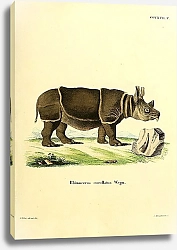 Постер Носорог Rhinoceros cucullatus