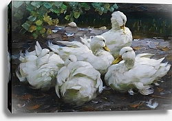 Постер Кестер Александр Пять спящих белых уток