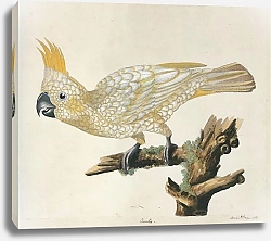 Постер Yellow-crested Cockatoo