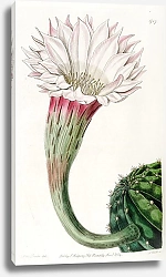 Постер Эдвардс Сиденем Sharp-angled spiny Cactus