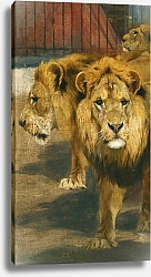 Постер Кухнерт Уильям Lions