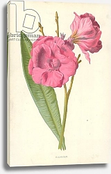 Постер Хулм Фредерик (бот) Oleander